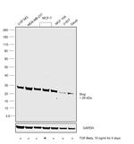 SLUG Antibody in Western Blot (WB)