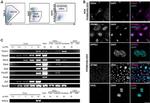 Blimp-1 Antibody in Immunohistochemistry (IHC)