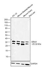 ORAI1 Antibody in Western Blot (WB)