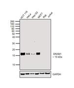 DRAM Antibody