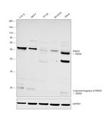 Presenilin 1 Antibody in Western Blot (WB)