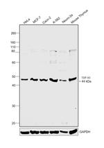 TDP-43 Antibody in Western Blot (WB)