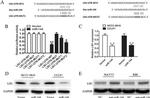 LIS1 Antibody in Western Blot (WB)