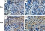 BRCC3 Antibody in Immunohistochemistry (Paraffin) (IHC (P))