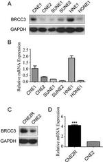 BRCC3 Antibody in Western Blot (WB)