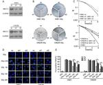 BRCC3 Antibody in Western Blot (WB)