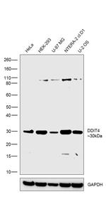 DDIT4 Antibody in Western Blot (WB)