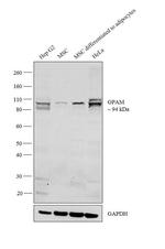 GPAM Antibody in Western Blot (WB)