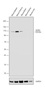 SATB1 Antibody