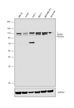 SATB1 Antibody in Western Blot (WB)