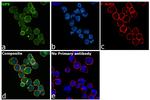 GP6 Antibody in Immunocytochemistry (ICC/IF)