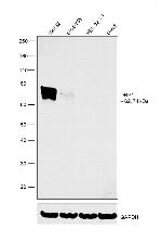 CRMP1 Antibody in Western Blot (WB)