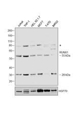 RUNX1 Antibody in Western Blot (WB)