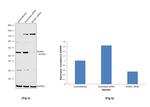 RUNX1 Antibody in Western Blot (WB)