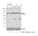 LDLR Antibody in Western Blot (WB)