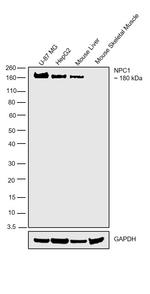 NPC1 Antibody