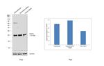 Cdc42 Antibody in Western Blot (WB)