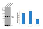 LIN28A Antibody