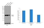 LIN28A Antibody in Western Blot (WB)