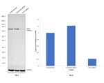 TCF3 Antibody in Western Blot (WB)