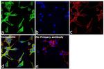 ZC3H12A Antibody in Immunocytochemistry (ICC/IF)