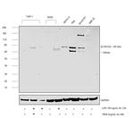 ZC3H12A Antibody in Western Blot (WB)