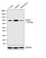 PIAS3 Antibody in Western Blot (WB)