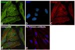 FOXO4 Antibody in Immunocytochemistry (ICC/IF)