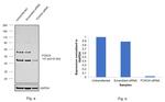 FOXO4 Antibody