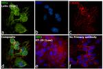 TFF3 Antibody in Immunocytochemistry (ICC/IF)