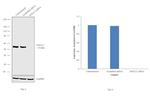 SPTLC2 Antibody in Western Blot (WB)