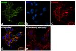 NUMB Antibody in Immunocytochemistry (ICC/IF)