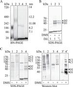 ApoA1 Antibody in Western Blot (WB)