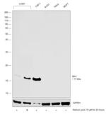 IBA1 Antibody