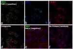 IBA1 Antibody in Immunocytochemistry (ICC/IF)