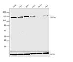 Dynactin 1 Antibody in Western Blot (WB)