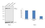 Dynactin 1 Antibody