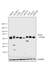 PSAP Antibody in Western Blot (WB)