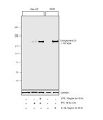 Complement C3 Antibody