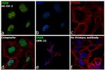 PAX8 Antibody in Immunocytochemistry (ICC/IF)