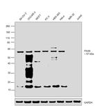 PAX8 Antibody in Western Blot (WB)