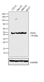 ENO1 Antibody in Western Blot (WB)