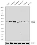 UQCRC1 Antibody in Western Blot (WB)