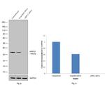 ARPC2 Antibody