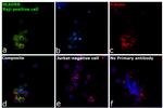 HLA-DR beta Antibody