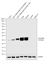 HLA-DR beta Antibody in Western Blot (WB)