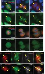 TAP Antibody in Immunocytochemistry (ICC/IF)