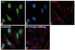 TAP Antibody in Immunocytochemistry (ICC/IF)