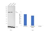 TAP Antibody in Western Blot (WB)