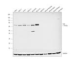 TAP Antibody in Western Blot (WB)